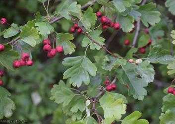 Common Hawthorn type 125