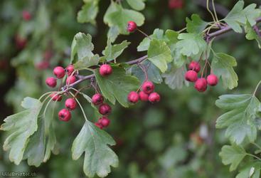 Common Hawthorn type 125