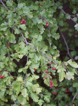 Common Hawthorn type 125