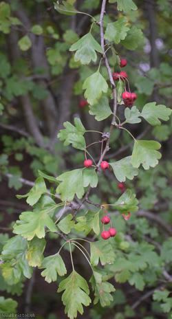 Common Hawthorn type 125