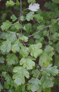 Common Hawthorn type 125