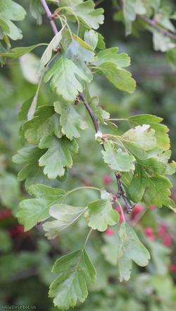 Common Hawthorn type 125