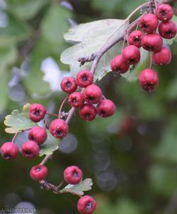 Common Hawthorn type 125